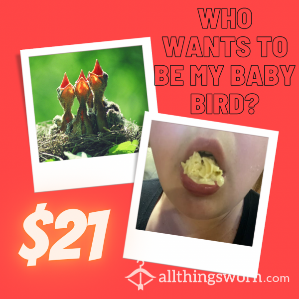 Baby Bird Experience