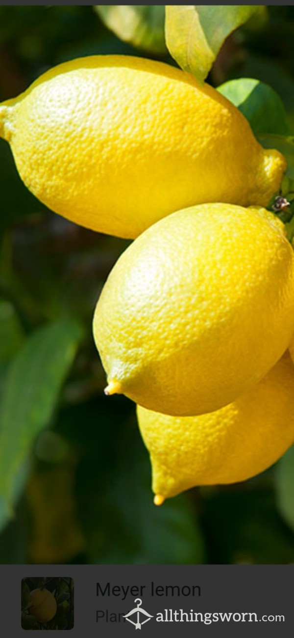 Homemade Lemonade 🍋 Up Close And Personal