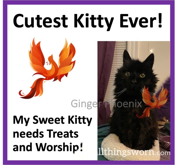 Worship My Kitty!!  Xx  Goddess's Feline Familiar Also Needs Worship!  Xx  Sponsor Treats, Vet Bills, Toys, And More!  Xx